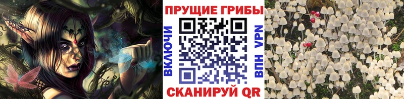Галлюциногенные грибы Psilocybine cubensis мориарти наркотические препараты Ревда